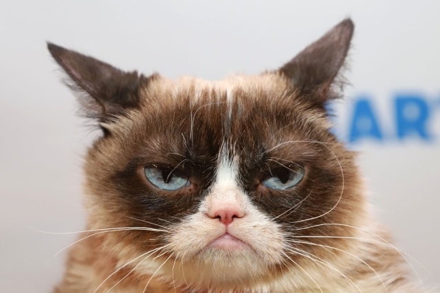 Rip Grumpy Cat The Meme And Internet Phenomenon Is Dead