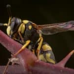 Wasp