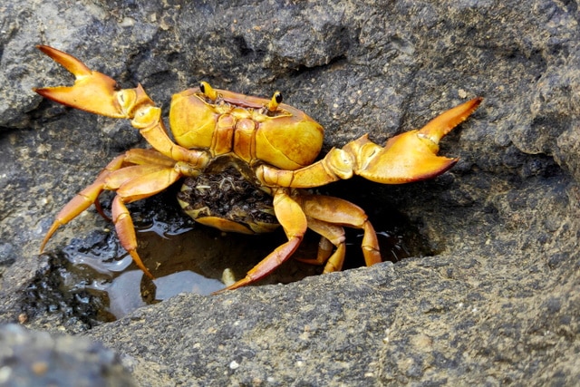 Crab