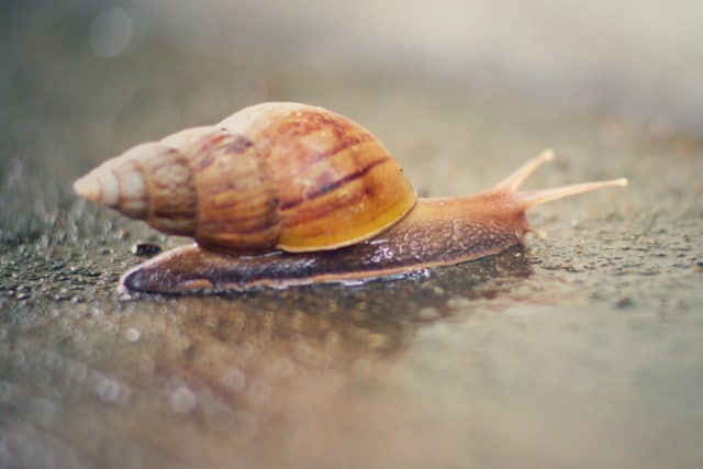 Snail