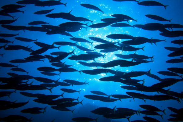 shoal swarm intelligence