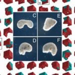 Living robot cells