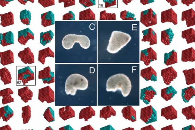 Living robot cells