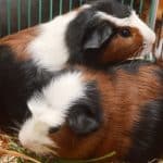 Two guinea pigs