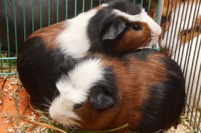 Two guinea pigs