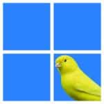 Canary-Windows-11