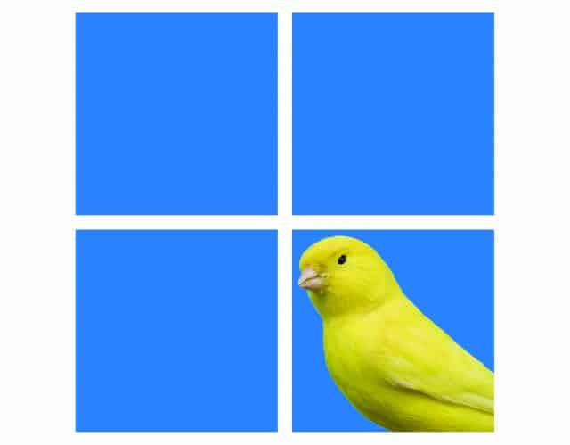 Canary-Windows-11