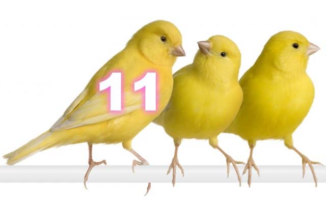 Canary 11