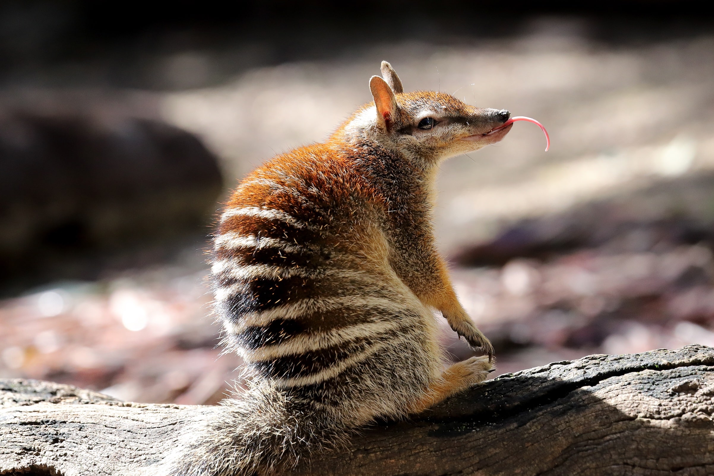 Numbat