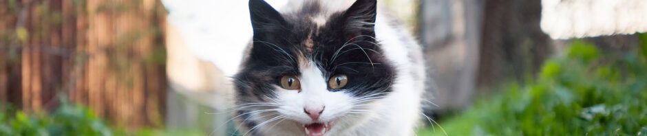 Prowling kitten