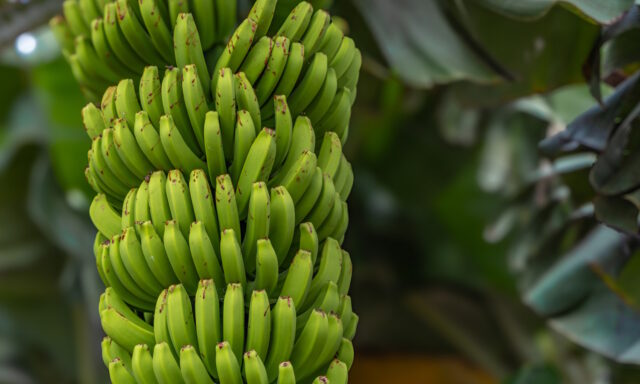 Bananas growing