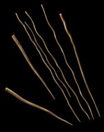 M13 Bacteriophage in filament form