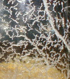 Microworms (courtesy BuyMicroWorms.com)