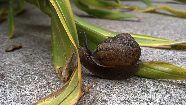 Snail taken with Nokia N97